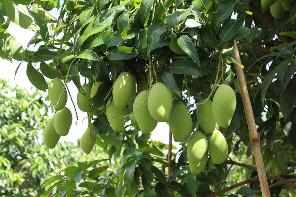 ទំព័រមួយចំនួនកំពុងតែធ្វើបច្ចុប្បន្នភាពនៅឡើយ….