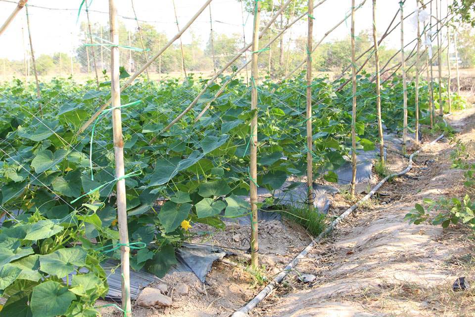 ទំព័រមួយចំនួនកំពុងតែធ្វើបច្ចុប្បន្នភាពនៅឡើយ….