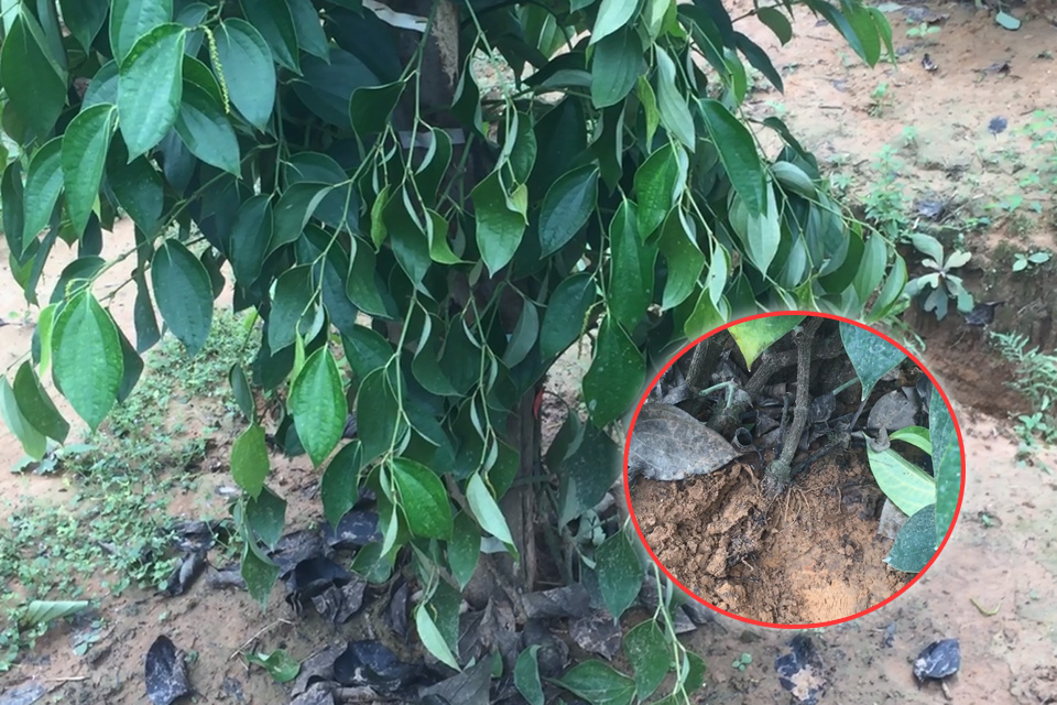 បំប៉នដំណាំរបស់អ្នកជាមួយ ជីបំប៉នខេម ពីអ៊ីស្រាអែល