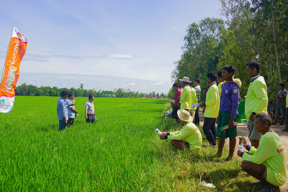 បំប៉នដំណាំរបស់អ្នកជាមួយ ជីបំប៉នខេម ពីអ៊ីស្រាអែល