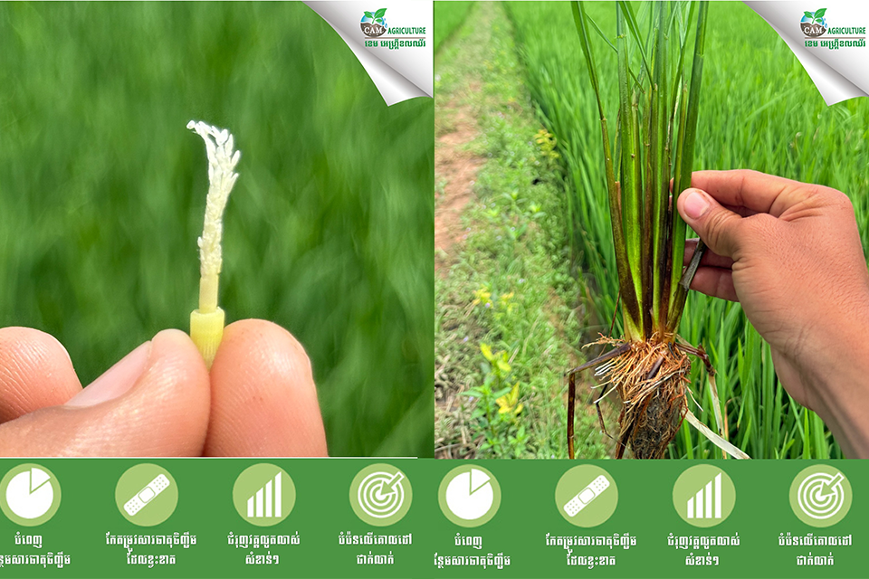 បំប៉នដំណាំរបស់អ្នកជាមួយ ជីបំប៉នខេម ពីអ៊ីស្រាអែល